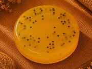 Sabonete Artesanal Doce no Centro de São Paulo